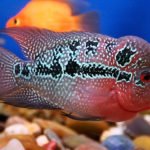 Breed Flowerhorn Fish
