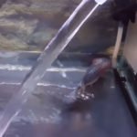 Changing Tank Water