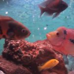 Flowerhorn with Oscar fishes