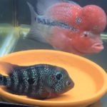 Male and Female Flowerhorn Fish Protect Eggs