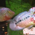 Male and Female Flowerhorn How To Sexing