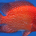 Flowerhorn fish – Questions Answered