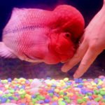 How To Acclimate A New Flowerhorn
