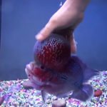 Tips to care Flowerhorn fish