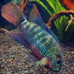 Adding-Color-to-Your-Aquarium-with-Jack-Dempsey-Fish
