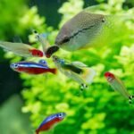 Exploring-the-Fascinating-Life-Cycle-of-Neon-Tetras