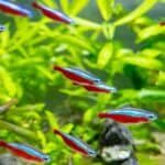 How-Many-Neon-Tetras-Can-You-Keep-in-a-20-Gallon-Tank