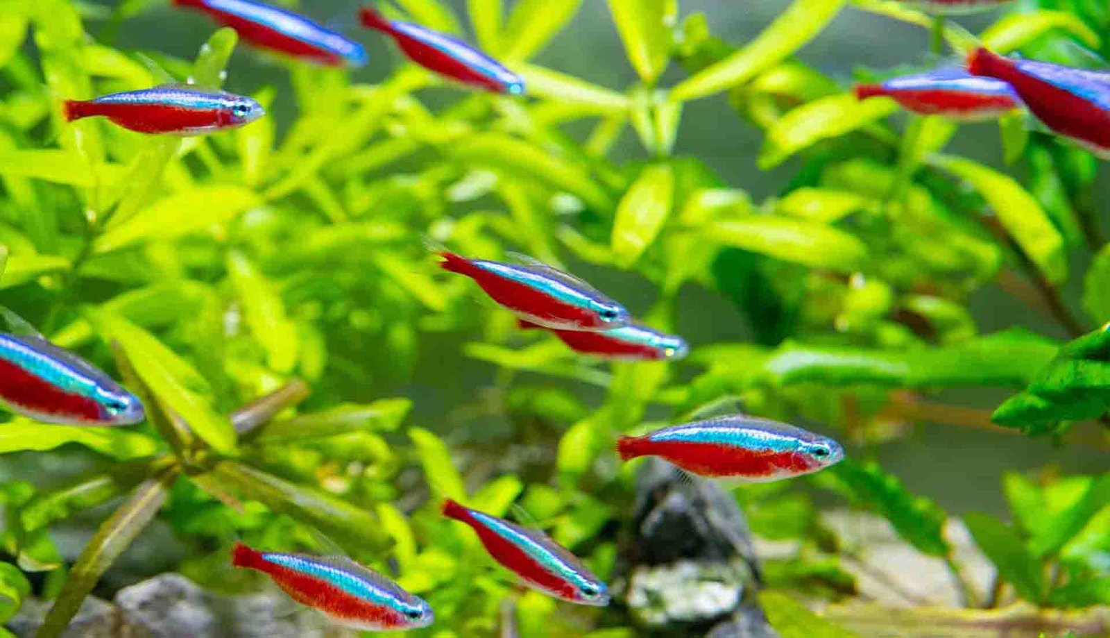 Essential Neon Tetra Care: Lifespan, Tank Capacity Size Diet, and more