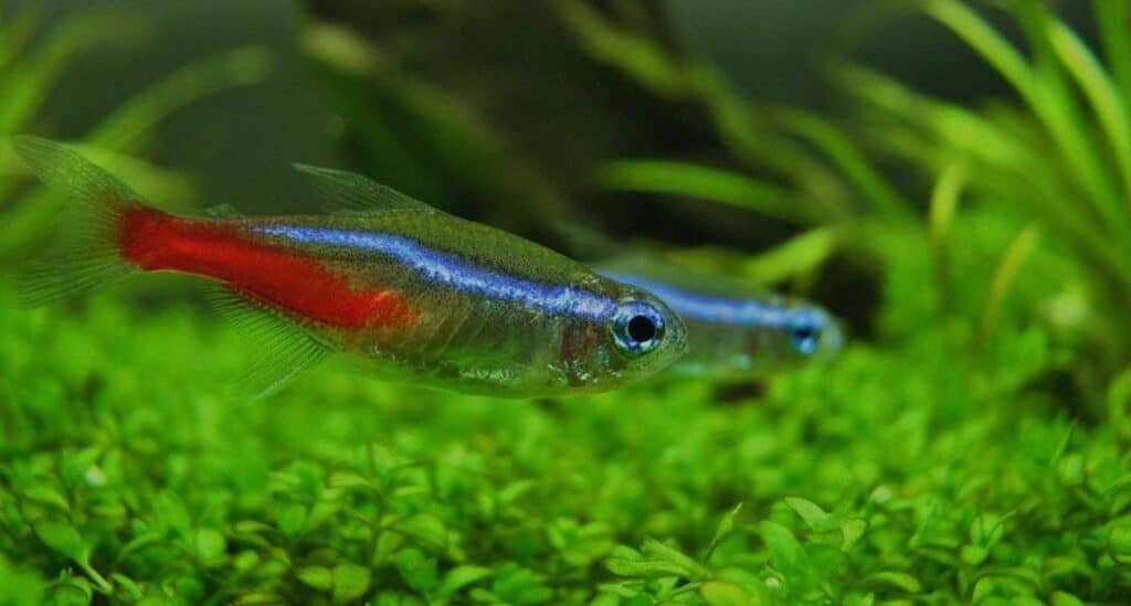 How many neon tetras are in a 10-gallon tank?