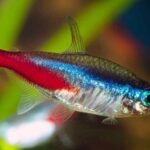 Neon-Tetras-and-Tank-Mates-Compatibility-and-Best-Practices-02