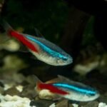 Neon-Tetras-and-Water-Quality-Maintaining-a-Healthy-Environment-for-Your-Fish