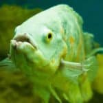 Oscar Fish Diseases: Causes, Symptoms, and Treatment