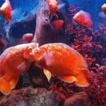 Oscar-Fish-vs-Cichlids-Comparing-Two-Popular-Aquarium-Species