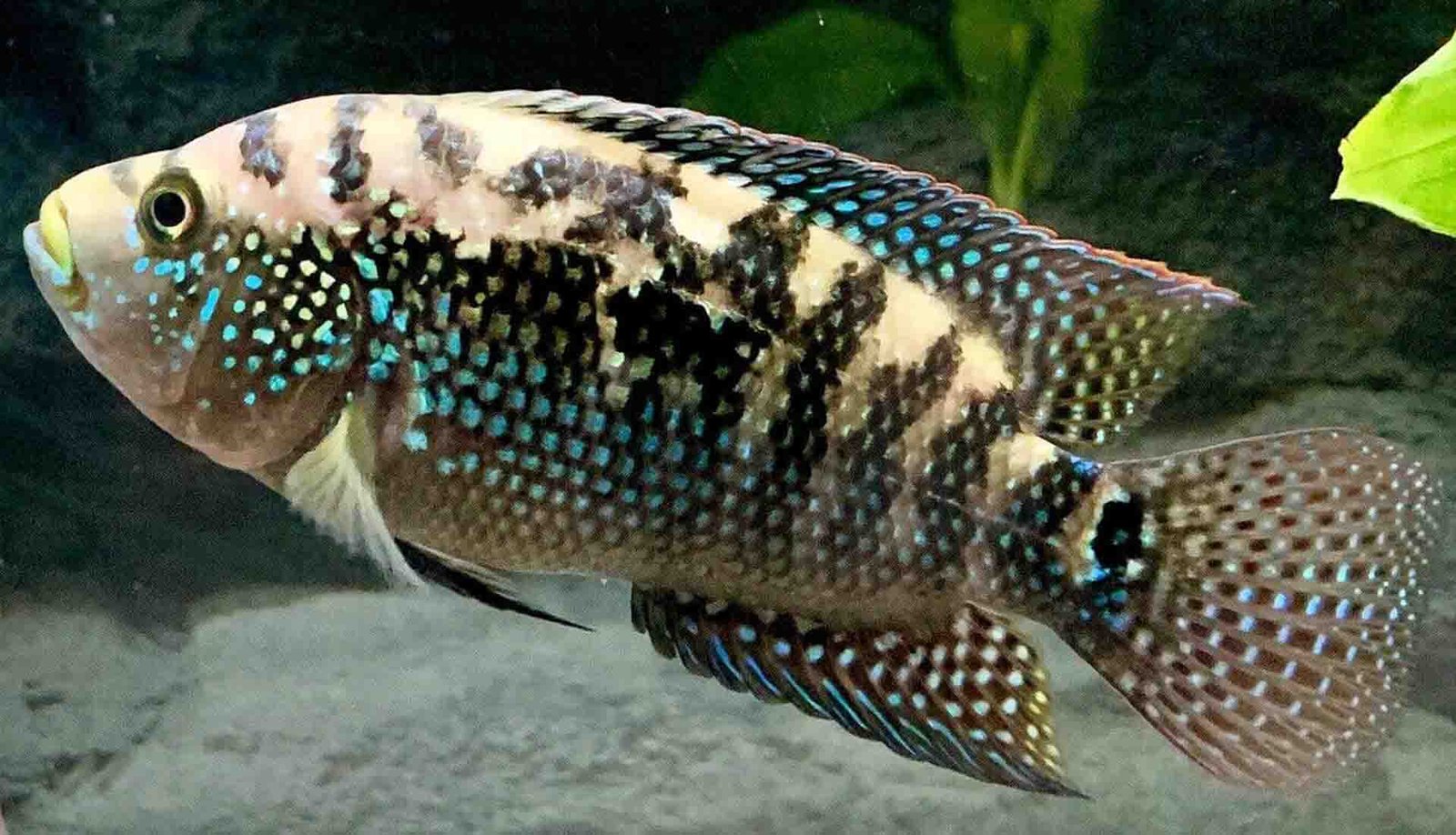 The Ultimate Care Guide for Jack Dempsey Fish