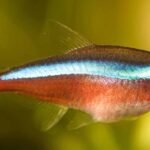 The-Environmental-Impact-of-the-Neon-Tetra-Trade-and-Sustainable-Alternatives