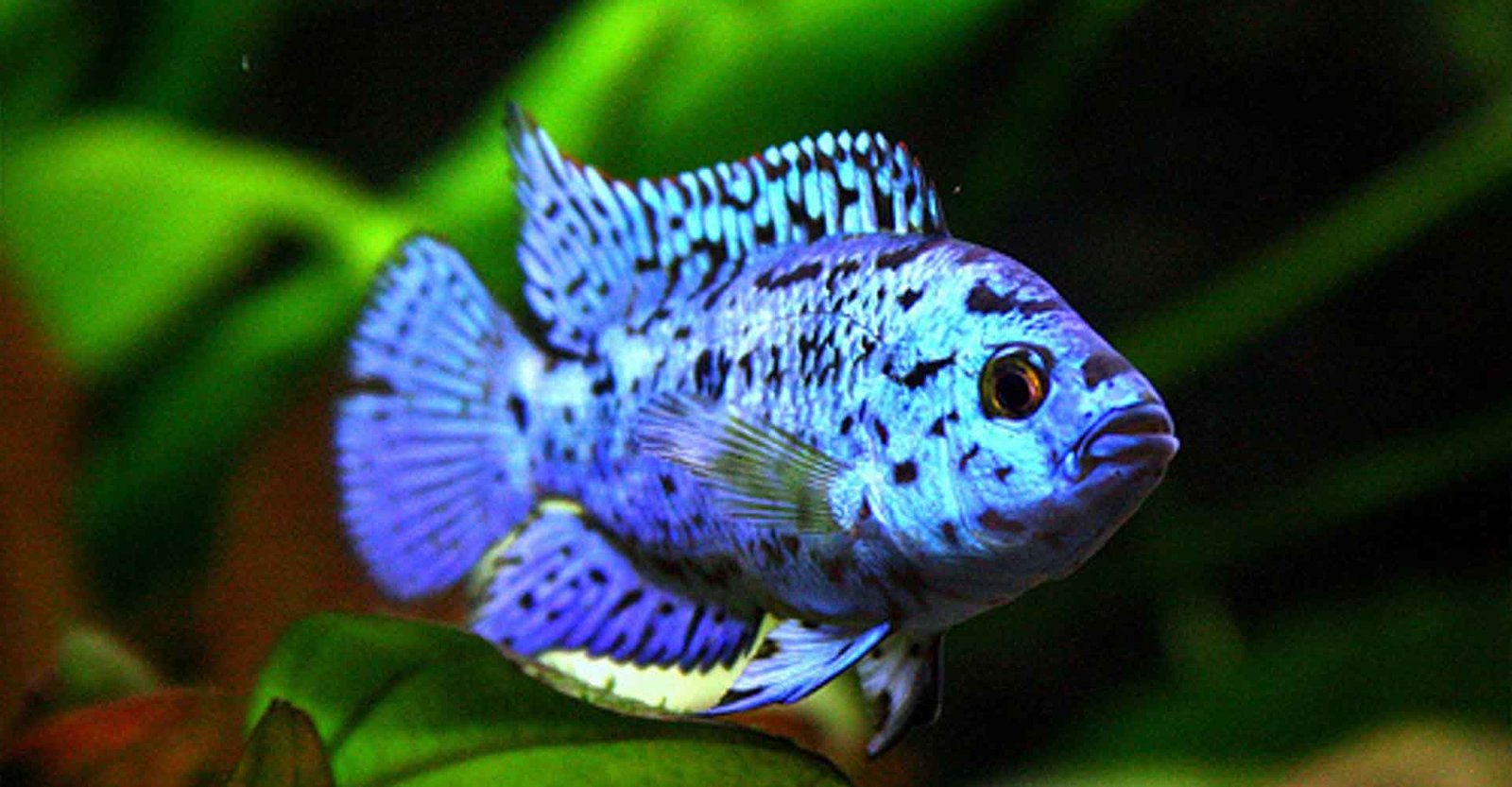 The Ultimate Care Guide for Jack Dempsey Fish