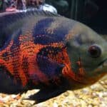 The-Pros-and-Cons-of-Keeping-Oscar-Fish-as-Pets