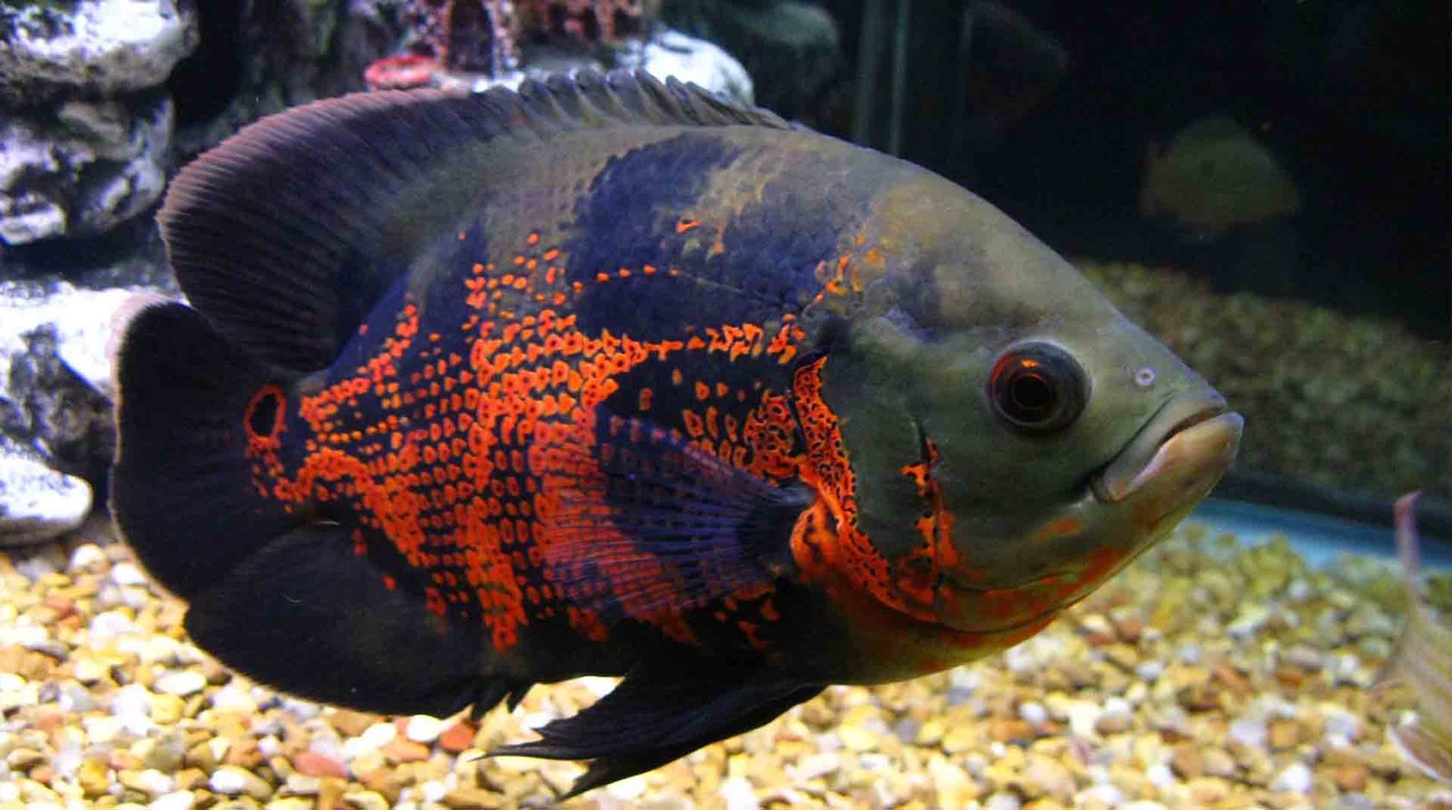 The Ultimate Guide to Caring for Your Oscar Fish