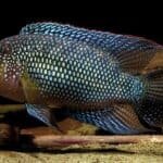 The-Role-of-Lighting-in-a-Jack-Dempsey-Fish-Tank-What-you-Need-to-Know