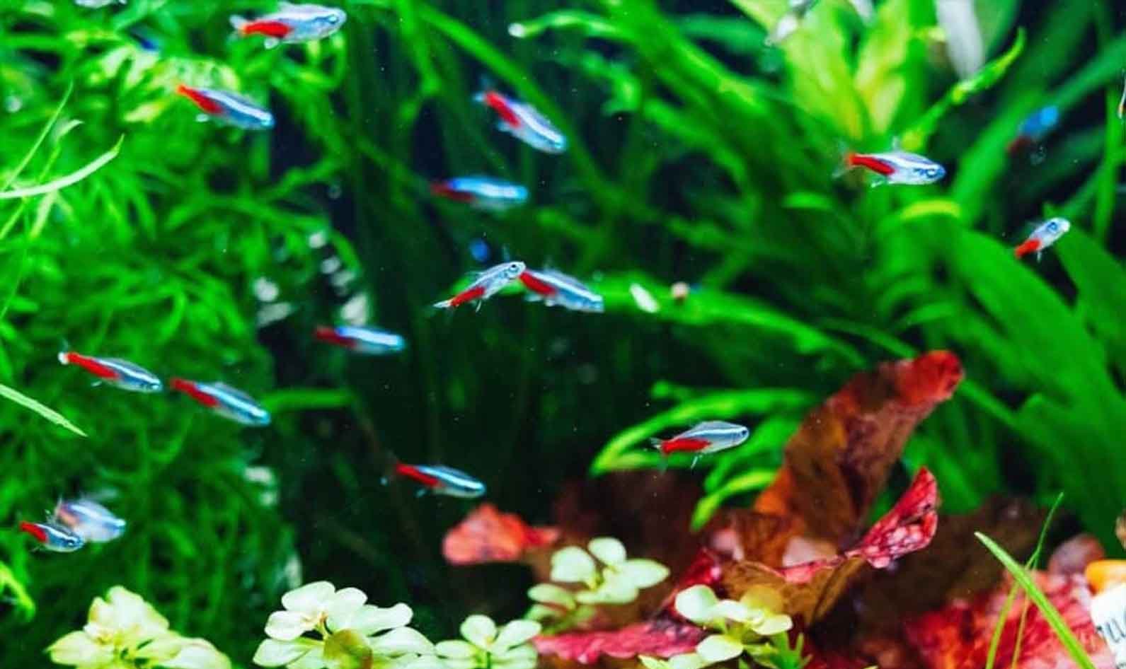 Essential Neon Tetra Care: Lifespan, Tank Capacity Size Diet, and more