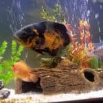 The-Role-of-Plants-in-a-Jack-Dempsey-Fish-Tank-Benefits-and-Considerations