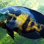 Understanding-Oscar-Fish-Behavior-and-Personality