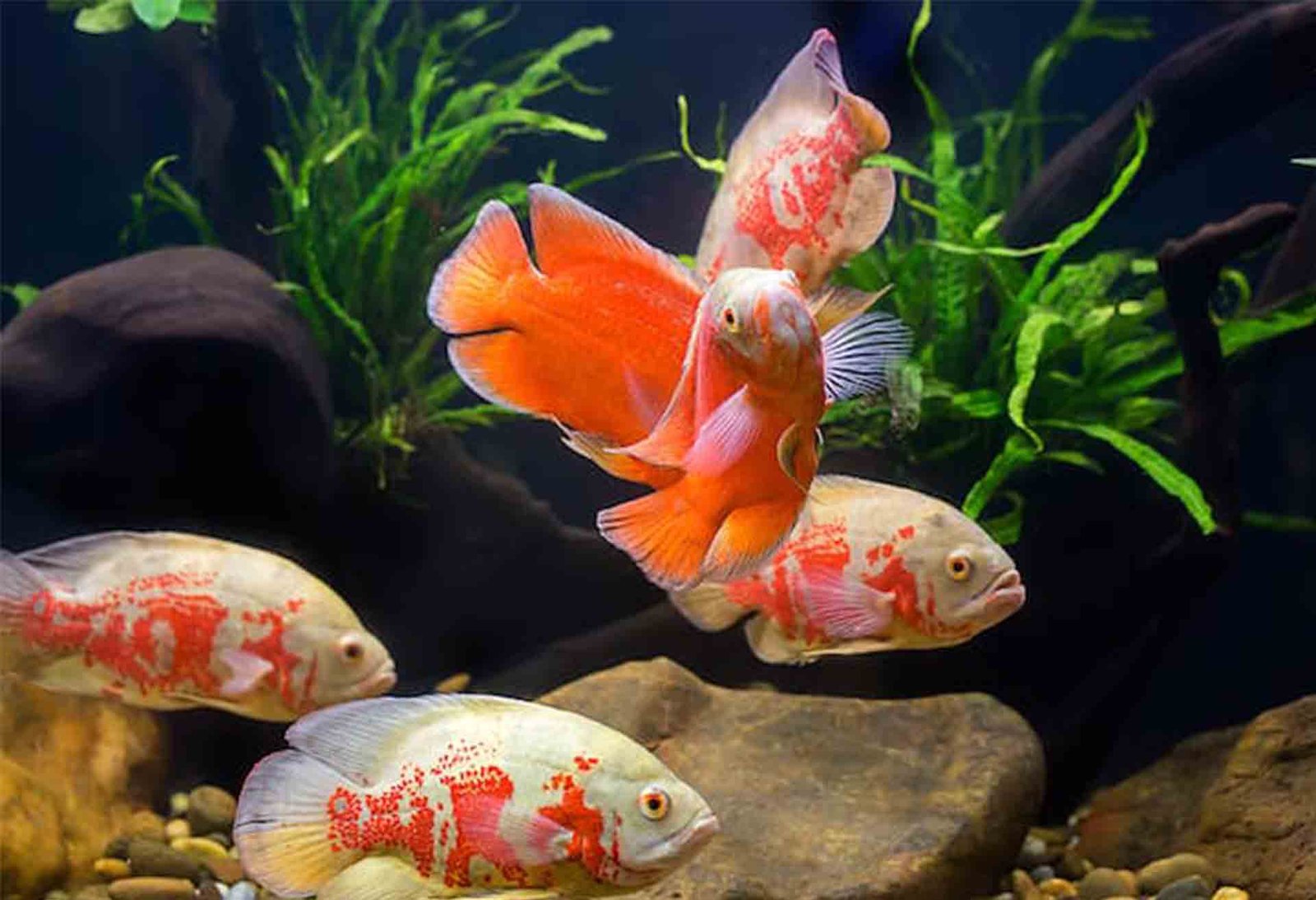 The Ultimate Guide to Caring for Your Oscar Fish