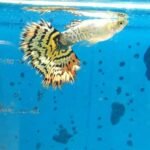 Are-guppies-freshwater-fish