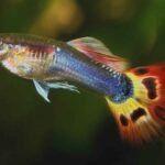 Are-guppies-tropical-fish