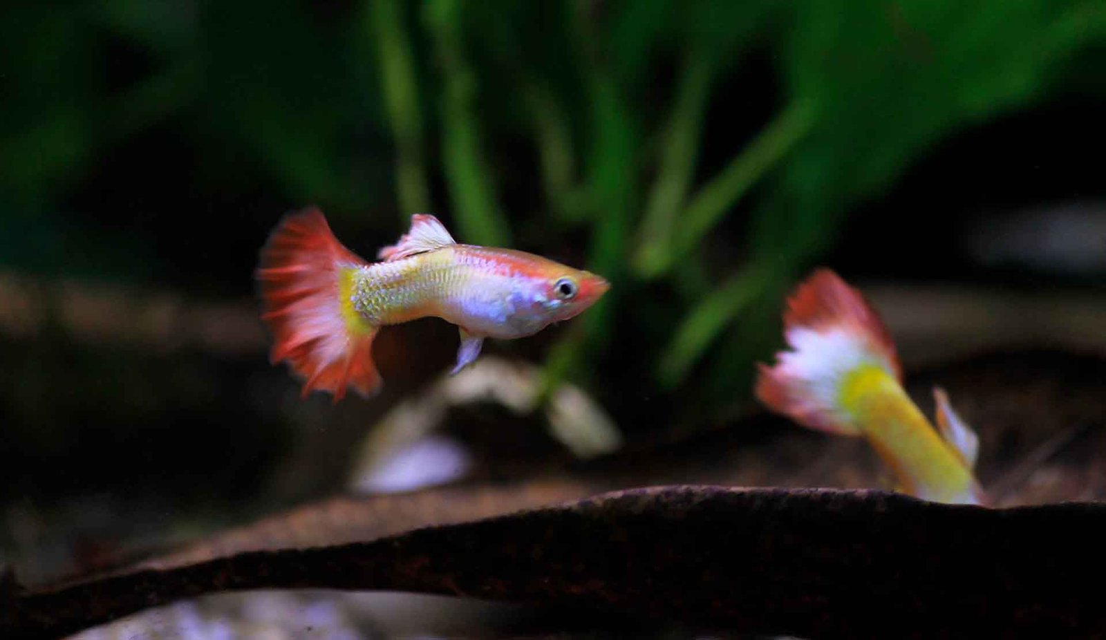 Exploring the Fascinating Lives of Guppies (guppy) Freshwater Fish