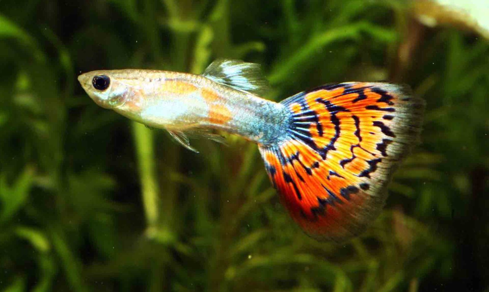 Exploring the Fascinating Lives of Guppies (guppy) Freshwater Fish