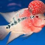 Flowerhorn-Cichlid-Basics-All-that-you-need-to-know-about-Flowerhorn-fish-02-1