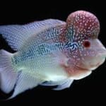 Flowerhorn Cichlid Basics All that you need to know about Flowerhorn fish