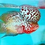 Kamfa-Flowerhorn-Cichlid-Basics-All-that-you-need-to-know-about-Flowerhorn-fish